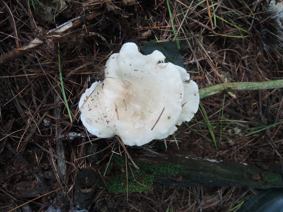 Clitocybe subclavipes image
