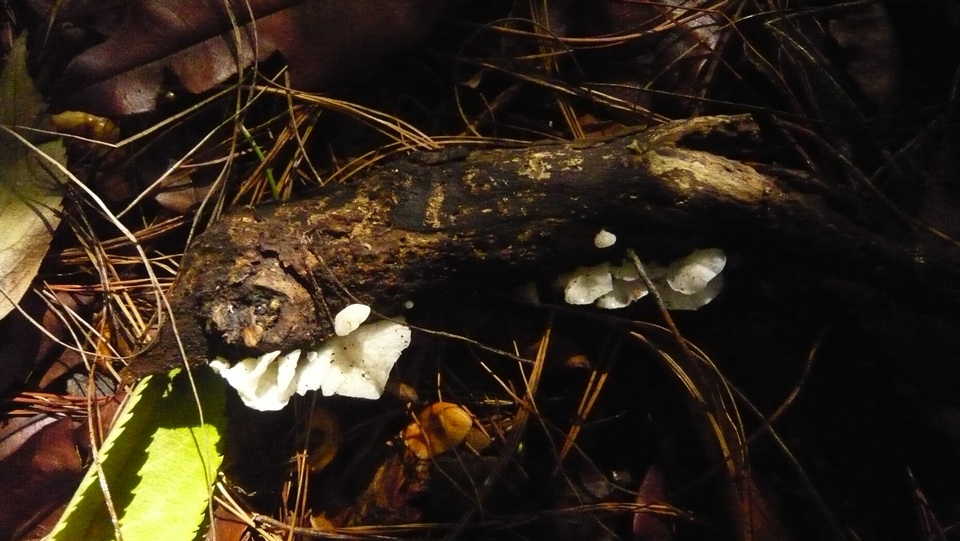 Campanella caesia image