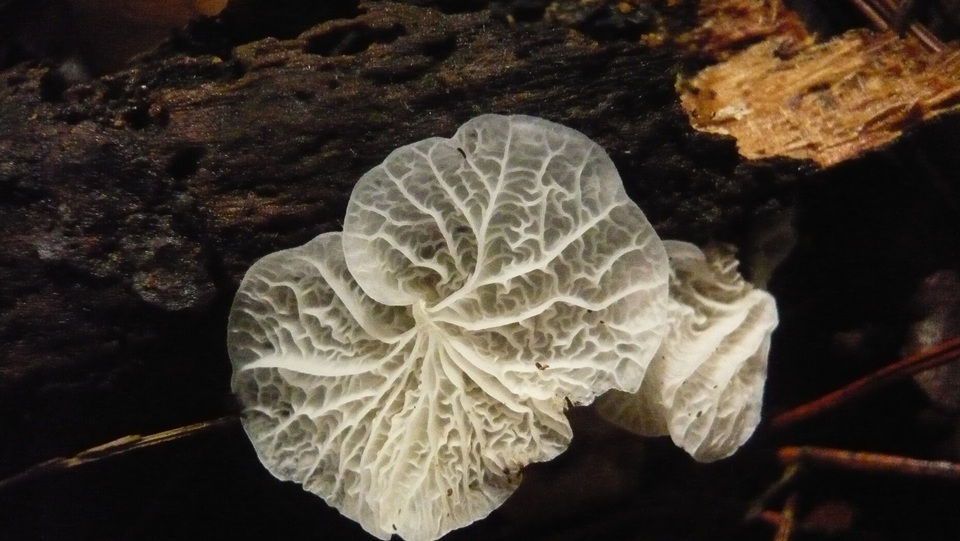 Campanella caesia image