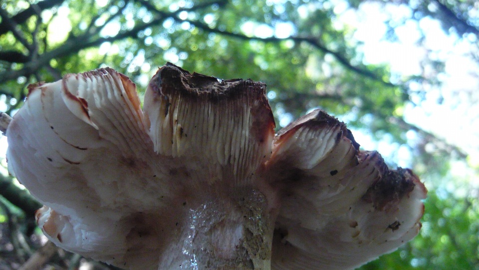 Amanita brunneolocularis image