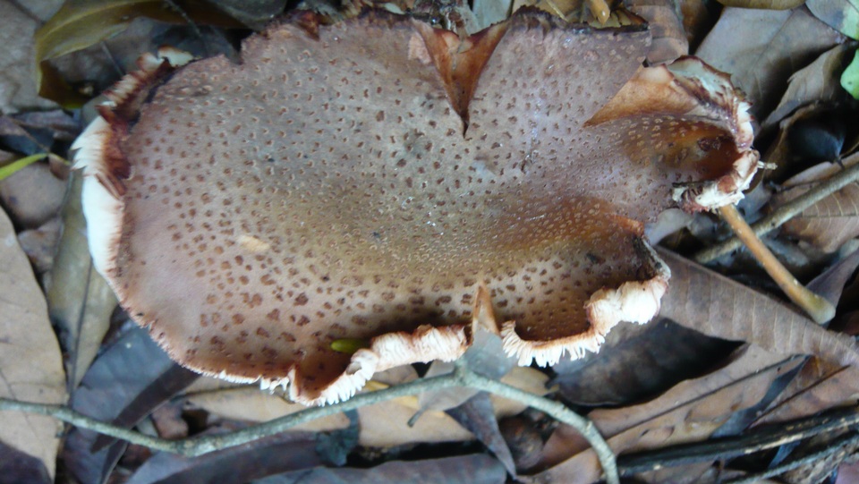 Amanita brunneolocularis image