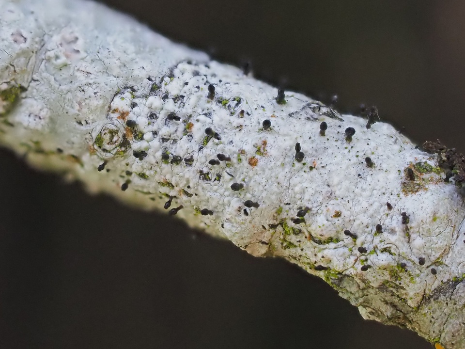 Sphinctrina tubiformis image