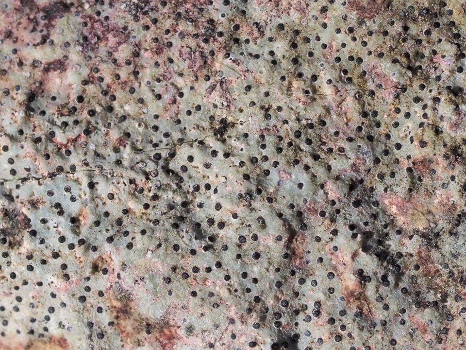 Verrucaria baldensis image