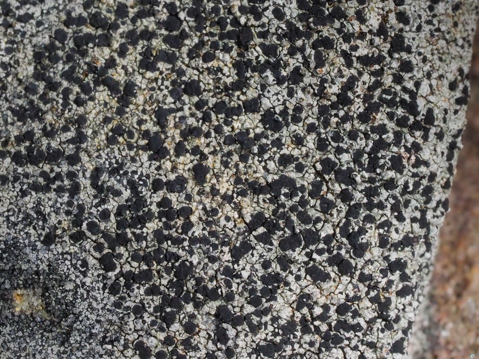 Carbonea latypizodes image