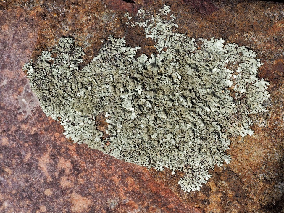 Xanthoparmelia subramigera image