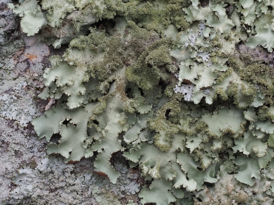 Parmotrema ultralucens image