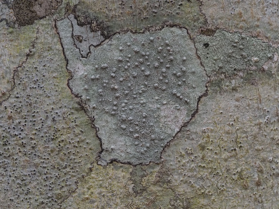 Pertusaria paratuberculifera image