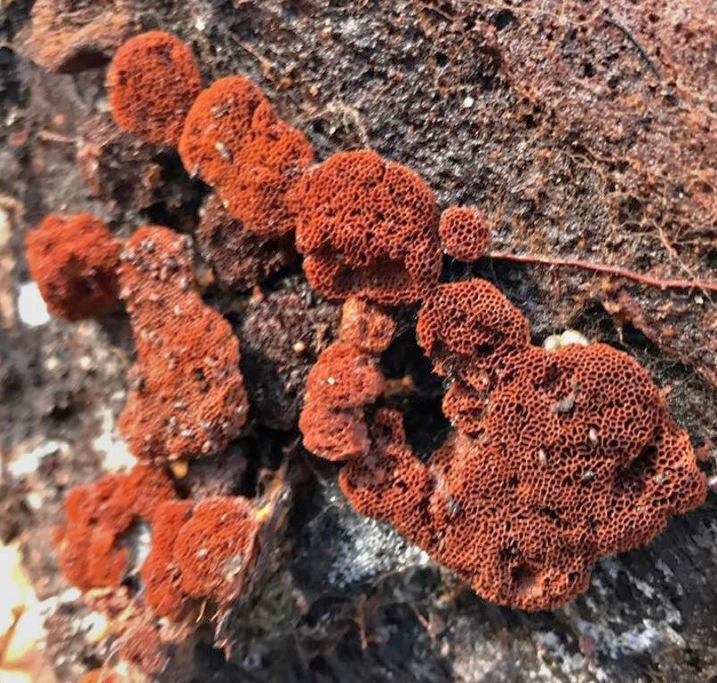 Coltriciella dependens image