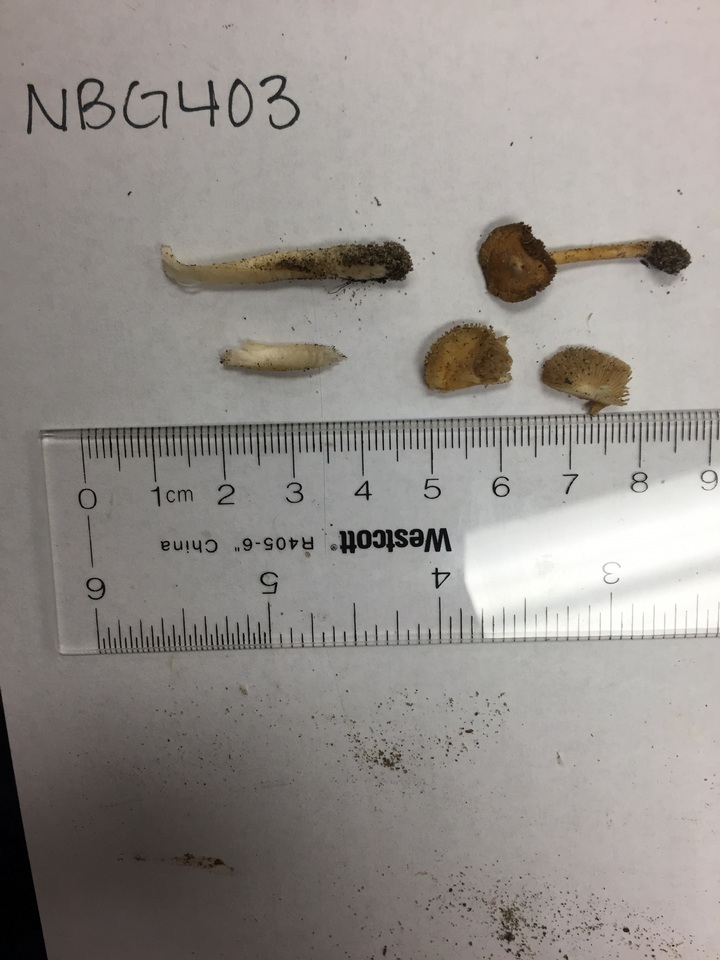 Inocybe rimosoides image