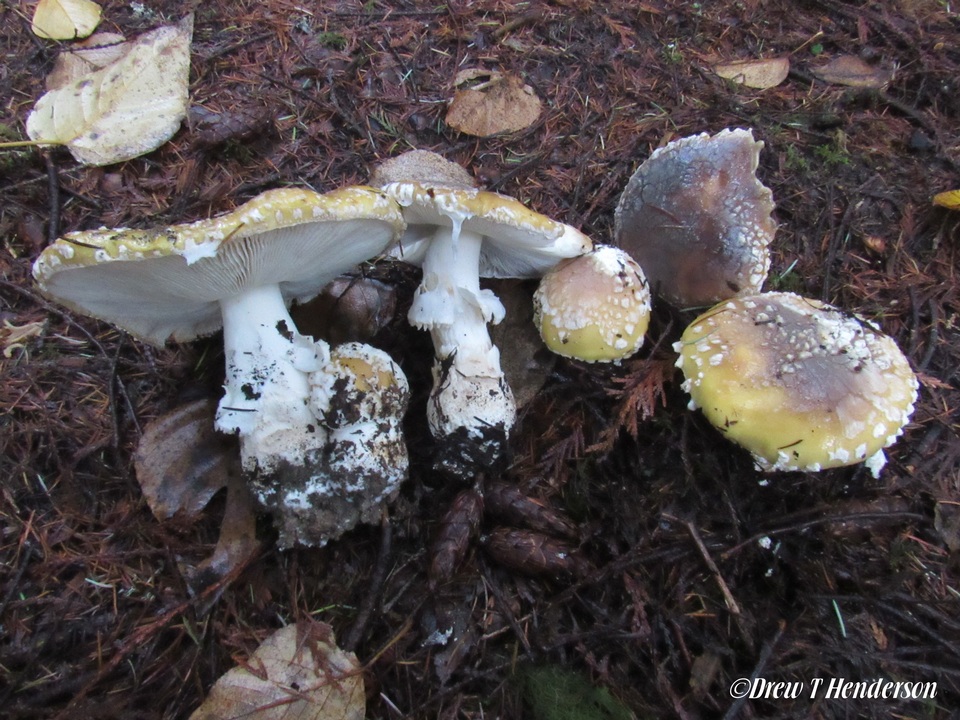 Amanita umbrinidisca image