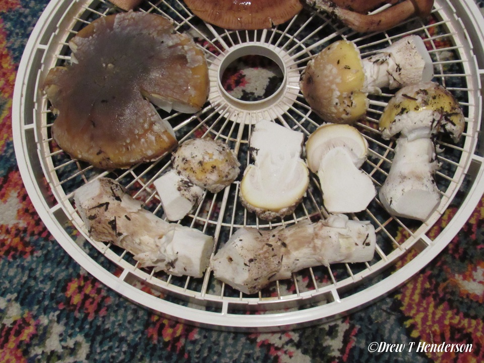 Amanita umbrinidisca image