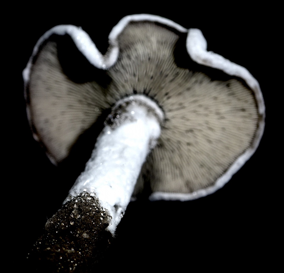 Arthromyces claviformis image