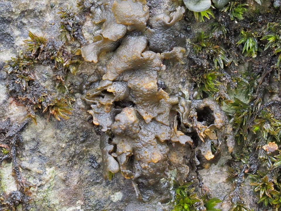 Lempholemma polyanthes image