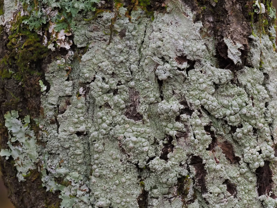 Pertusaria sinusmexicani image
