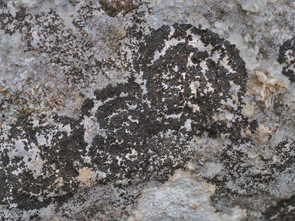 Placynthium petersii image
