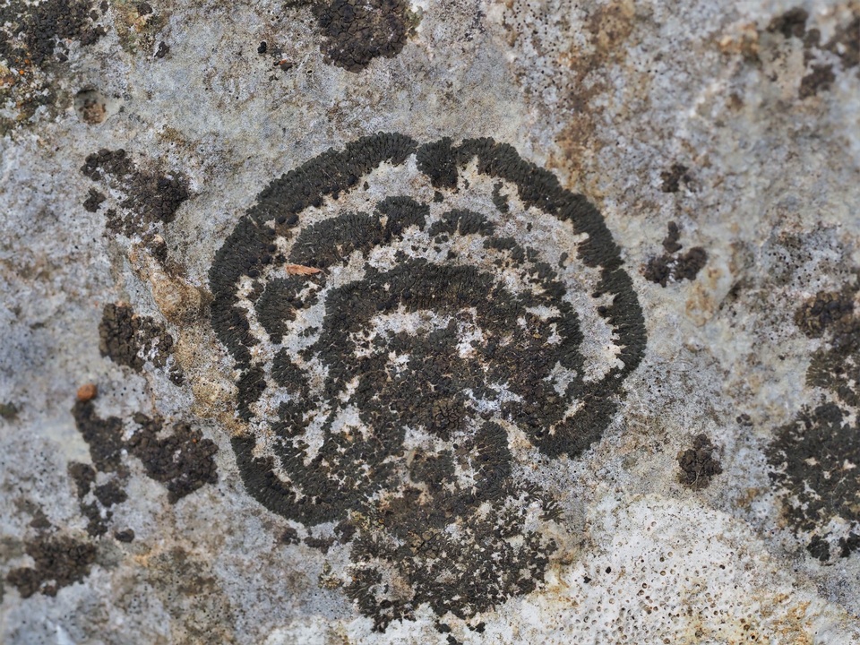 Placynthium petersii image