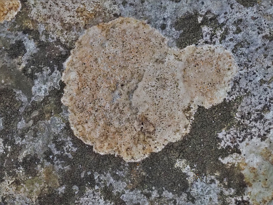 Petractis image