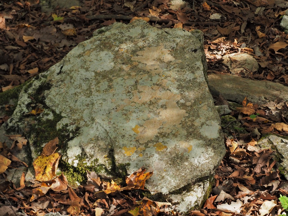 Petractis farlowii image