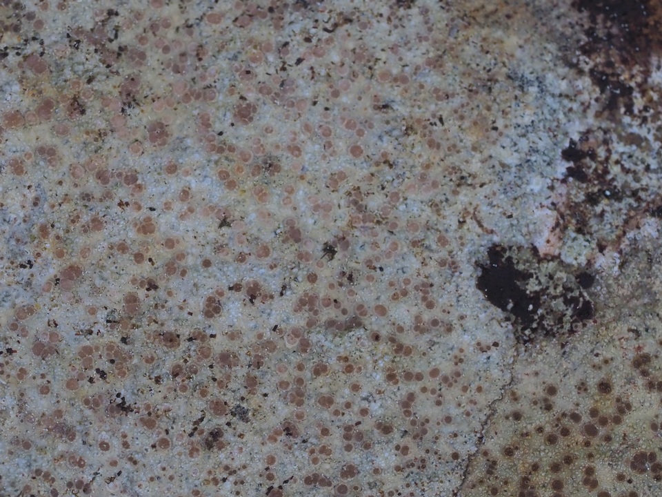 Petractis farlowii image