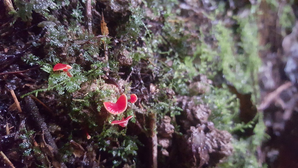 Hygrocybe aphylla image