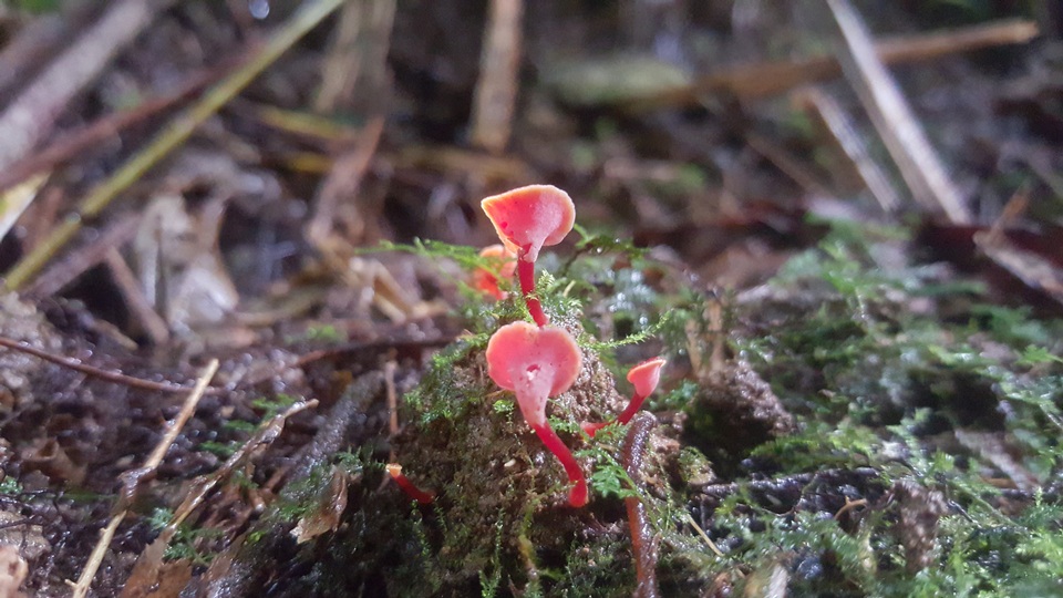 Hygrocybe aphylla image