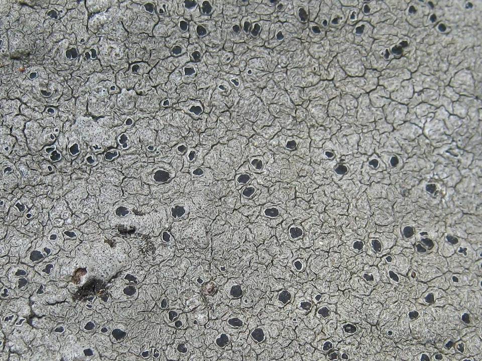 Aspicilia leprosescens image