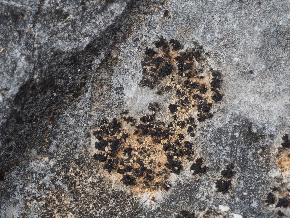 Synalissa symphorea image