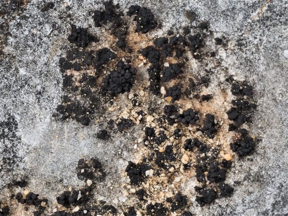Synalissa symphorea image