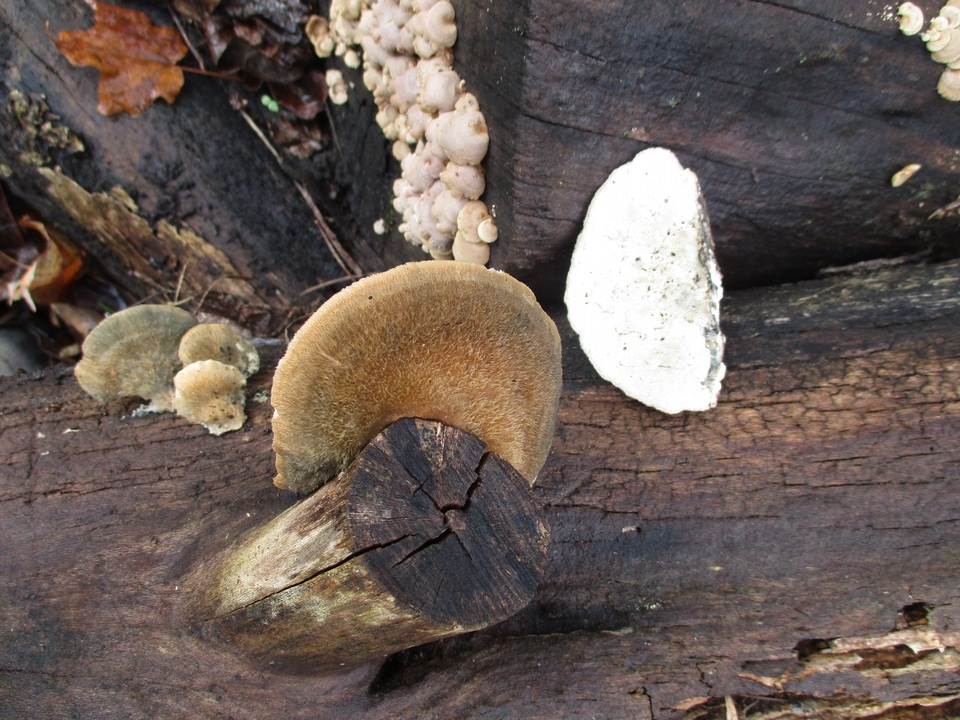Postia livens image