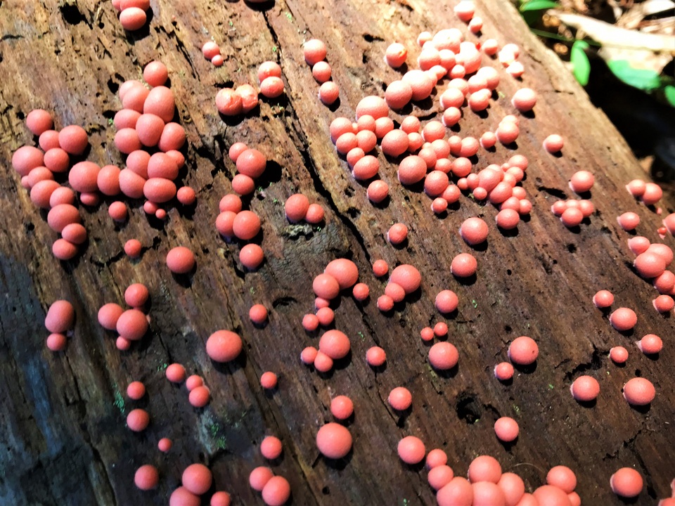Lycogala epidendrum image