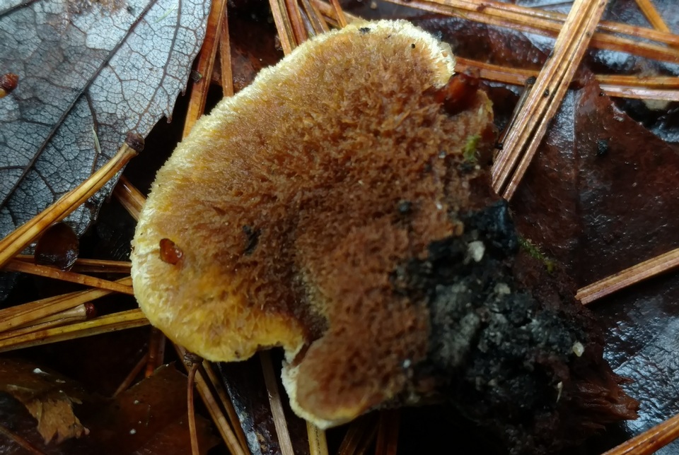 Coltricia montagnei var. montagnei image