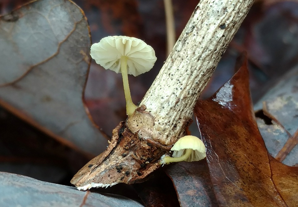Mycena carolinensis image