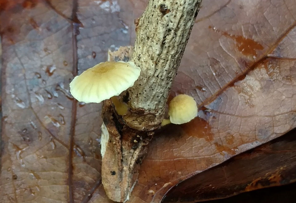 Mycena carolinensis image