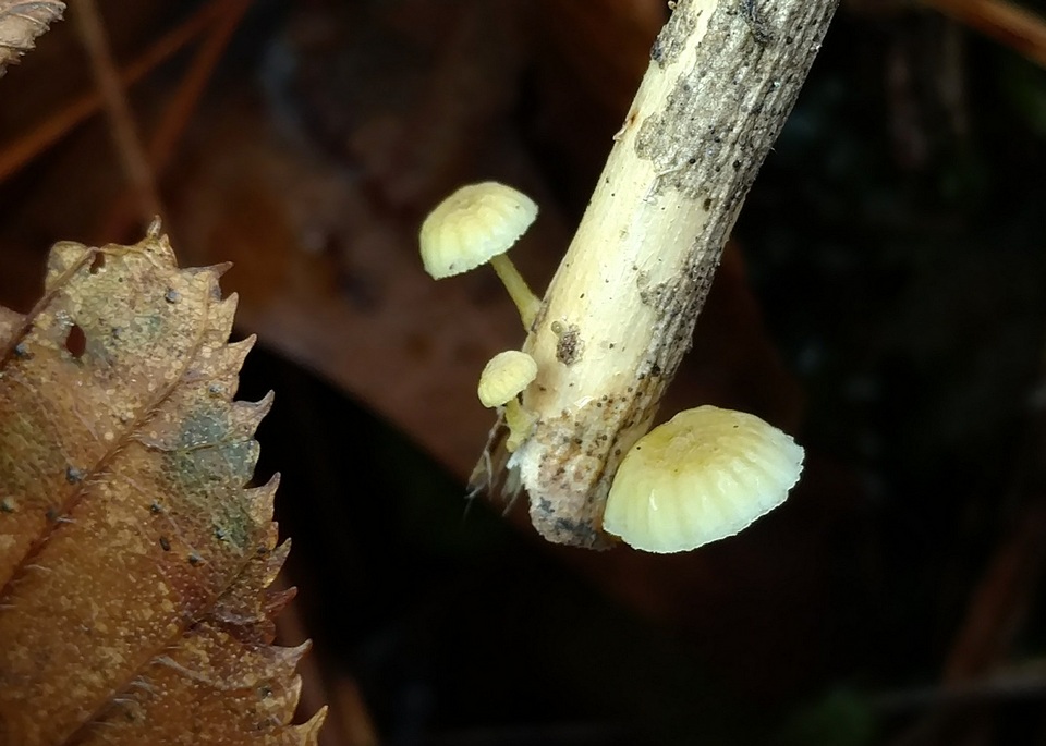 Mycena carolinensis image