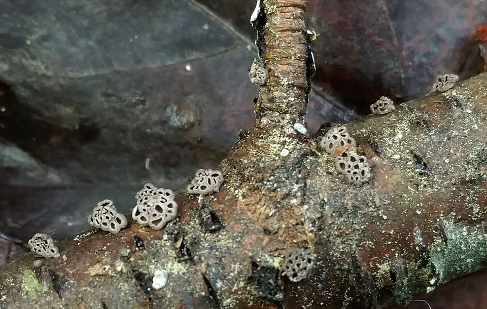 Stromatocyphella conglobata image