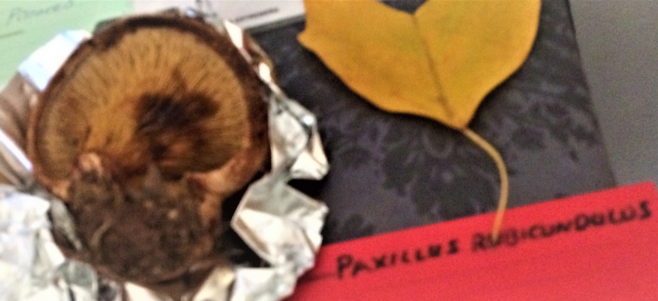 Paxillus rubicundulus image