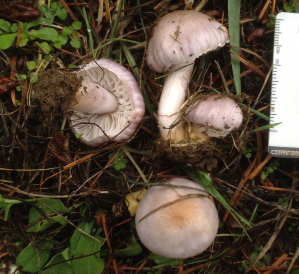 Inocybe pallidicremea image