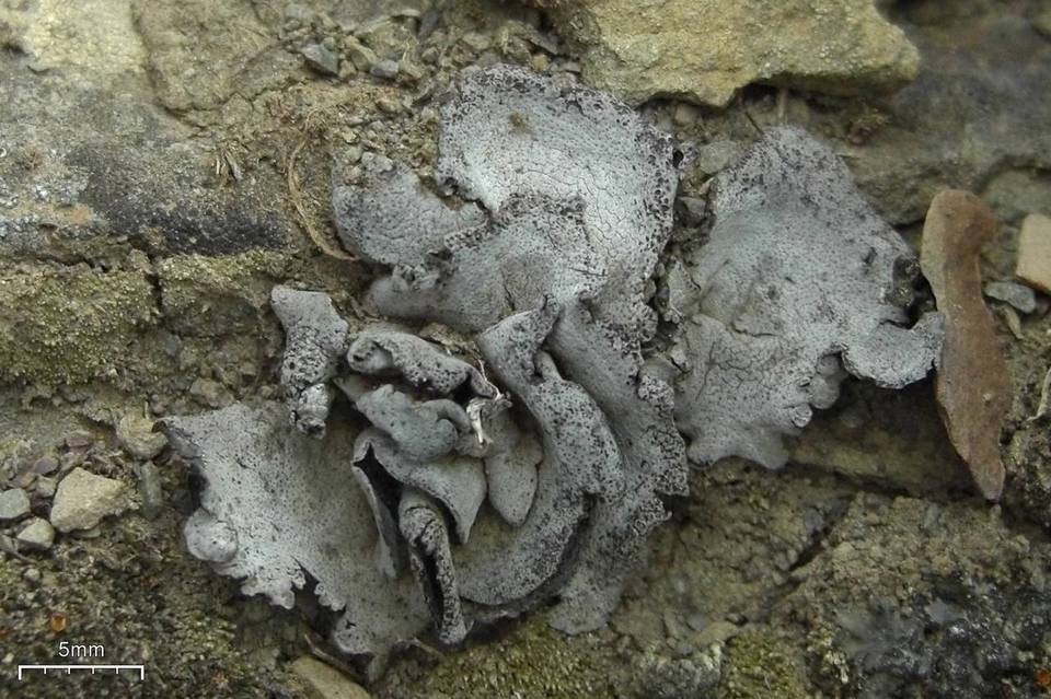 Dermatocarpon moulinsii image