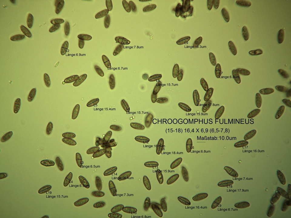 Chroogomphus fulmineus image
