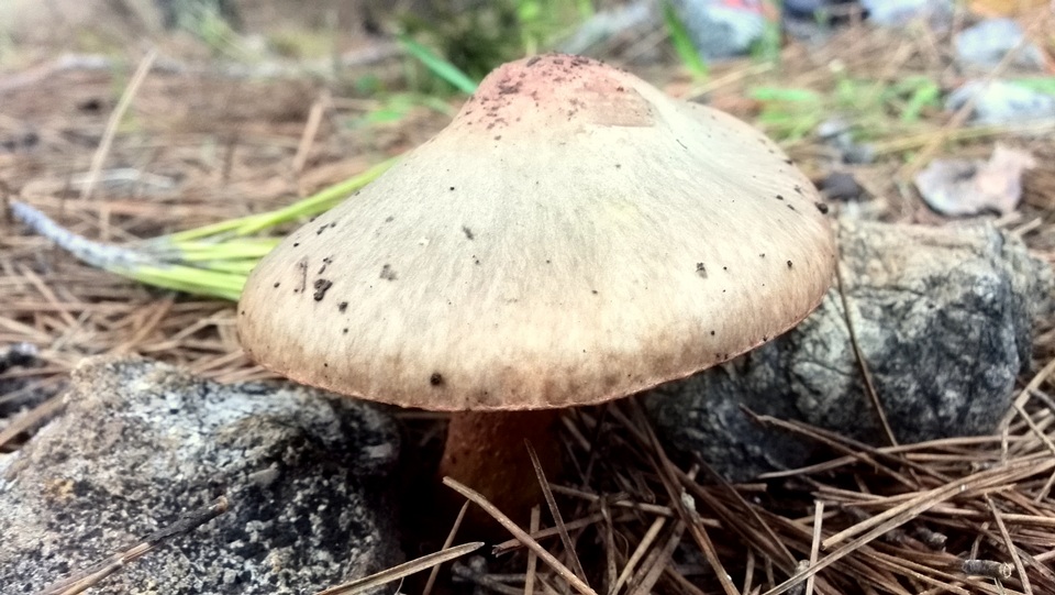 Chroogomphus fulmineus image