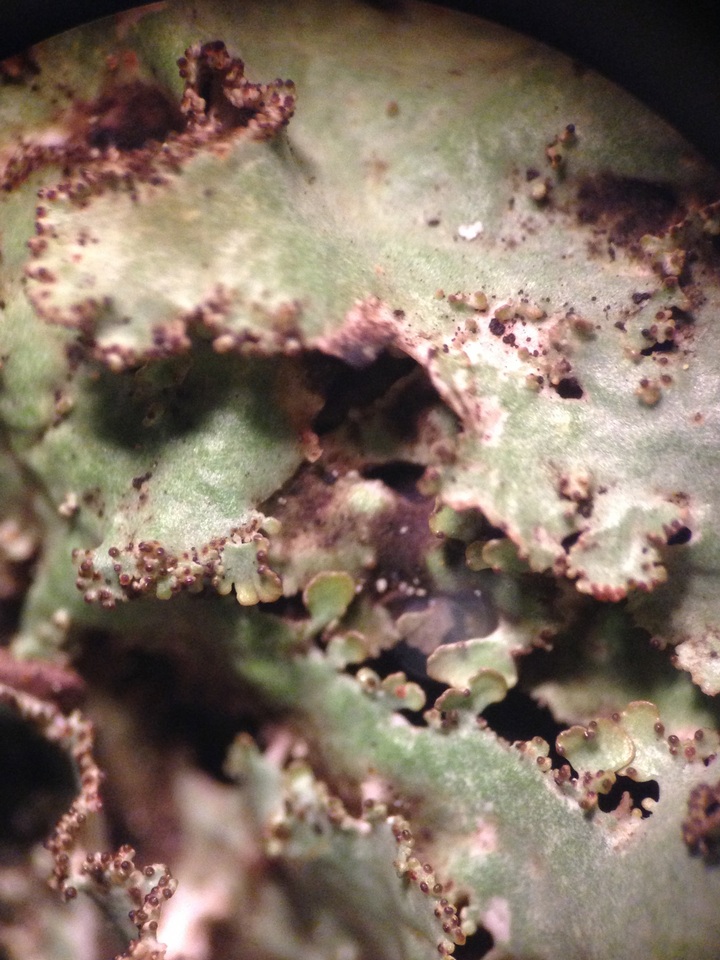Tuckermanopsis orbata image