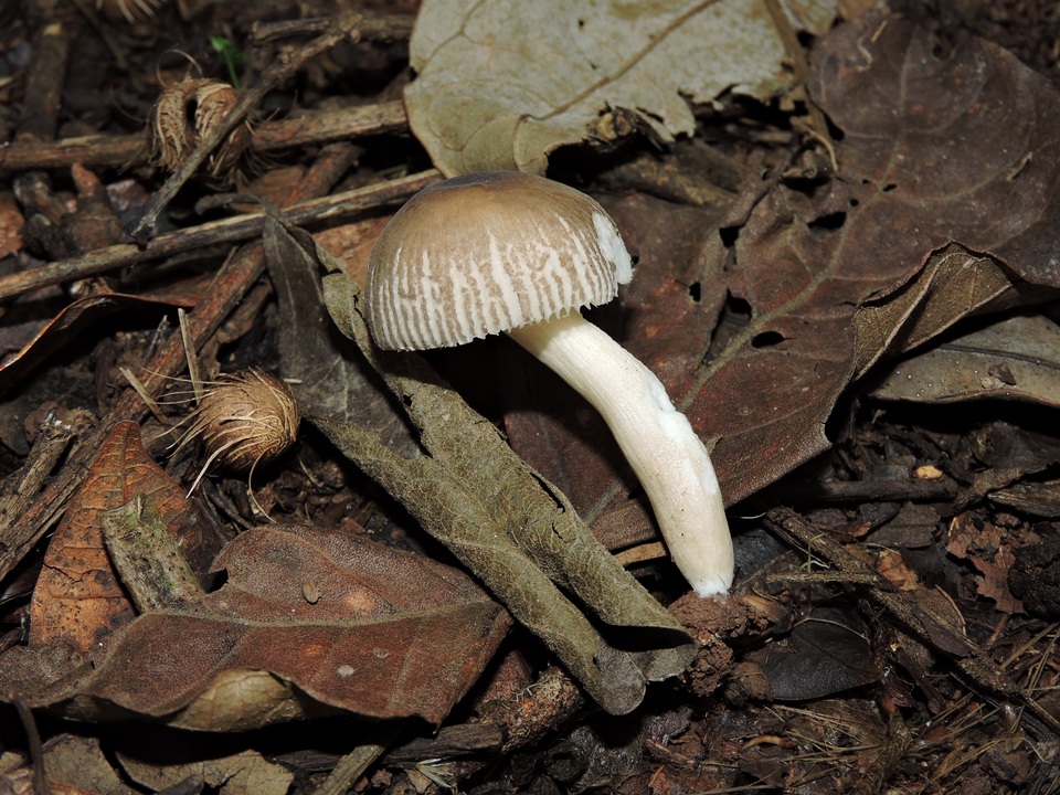 Russula puiggarii image