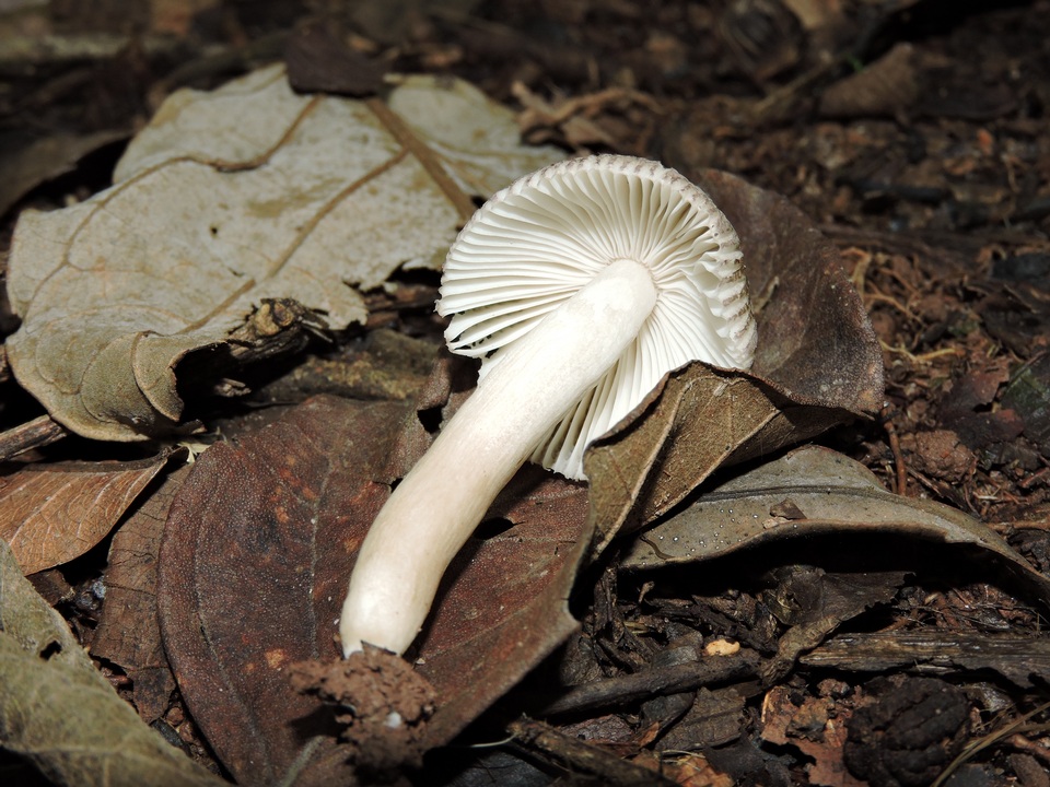 Russula puiggarii image