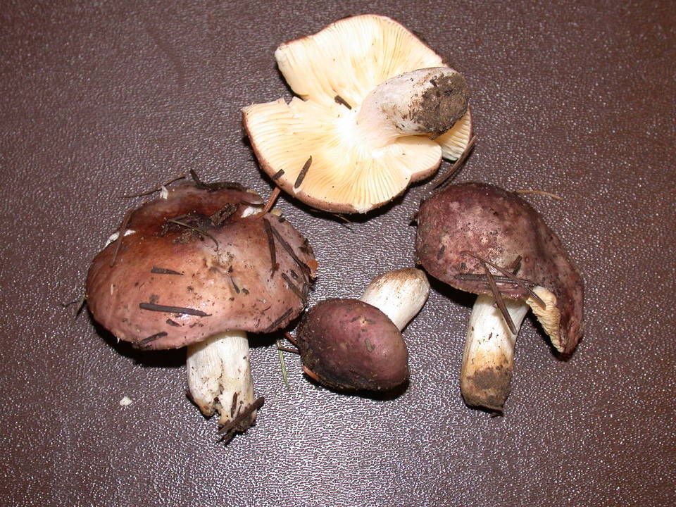 Russula murrillii image