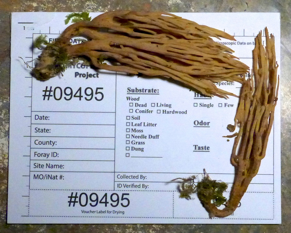 Ramaria concolor image