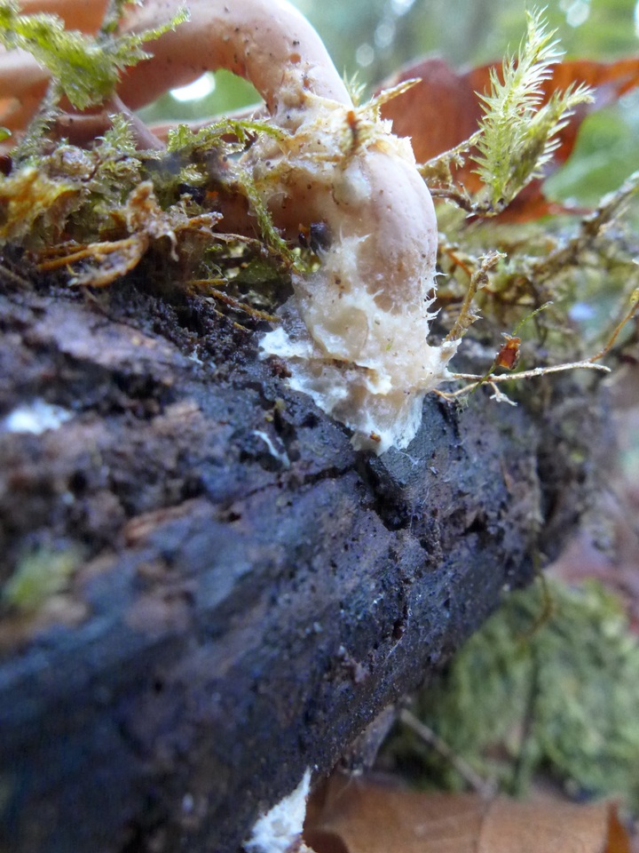 Ramaria concolor image