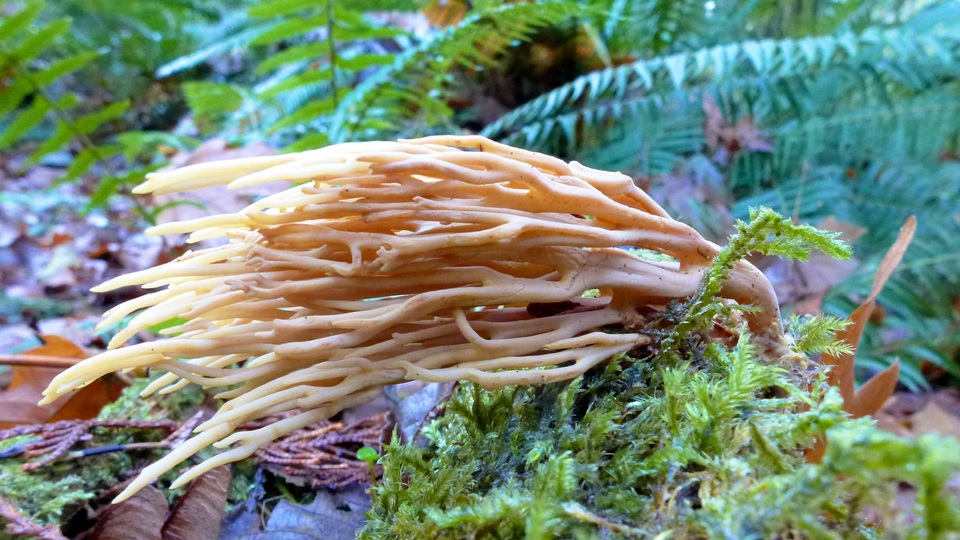 Ramaria concolor f. concolor image