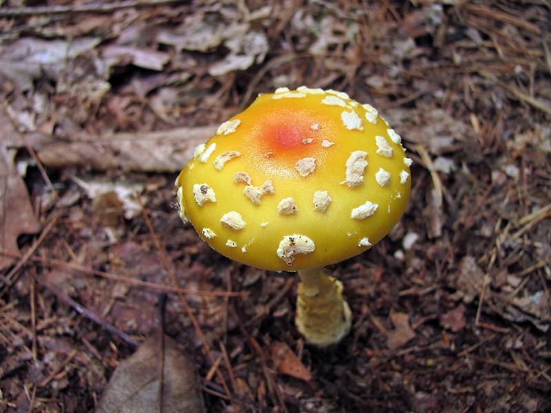 Amanita amerimuscaria image