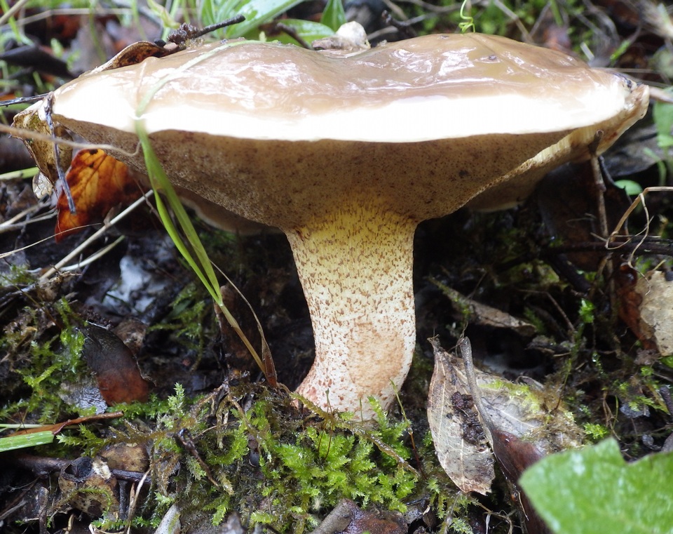 Suillus bellinii image