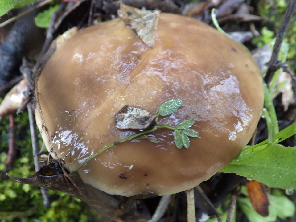 Suillus bellinii image